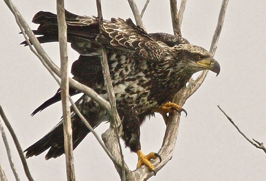 Immature Bald Eagle by Bill Buchanan/U. S. Fish and Wildlife Service - Northeast Region is marked with CC PDM 1.0